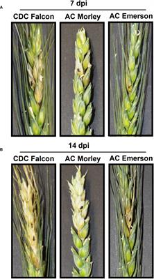 Dual RNA-sequencing of Fusarium head blight resistance in winter wheat